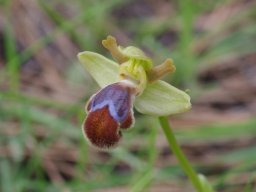 Ophrys_omegaifera_Mont_Attavyros